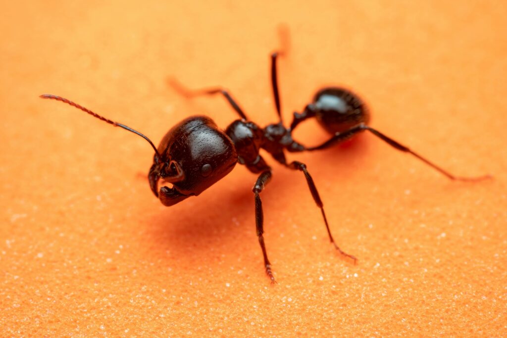 Detailed macro shot of a black ant on an orange background, showcasing its intricate features.